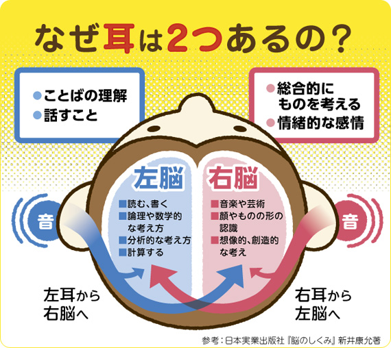 なぜ耳は2つあるの？