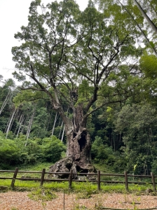 8224b181-3bcb-42c2-8b8f-78244406c479.jfif