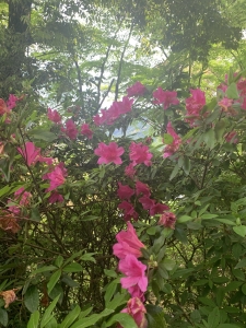 IMG_4439.jpeg