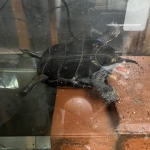 IMG_6668.jpeg