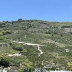 IMG_6993.jpeg