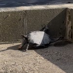 IMG_7028.jpeg