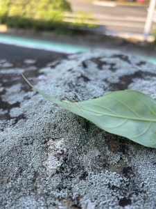 かまきり.jpeg