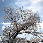 ブログ用桜１.jpg