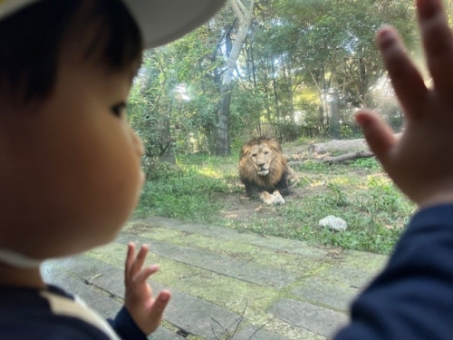 ライオン.jpg
