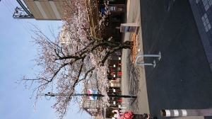 桜1.jpg