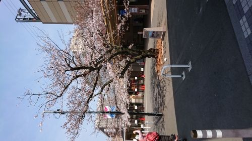 桜1.jpeg