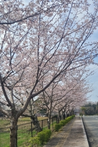 桜①.jpg