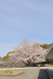桜②.jpg